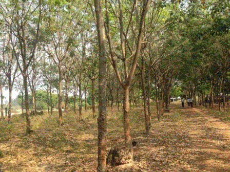 โรงเรือนปศุสัตว์หลุดจำนอง ธ.ธนาคารกรุงเทพ   