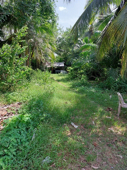 ที่ดินหลุดจำนอง ธ.ธนาคารกรุงเทพ สงขลา จะนะ คู