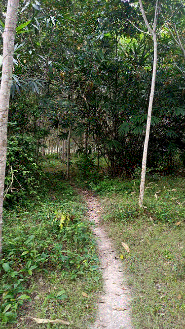 ที่ดินหลุดจำนอง ธ.ธนาคารกรุงเทพ สงขลา สะบ้าย้อย เปียน