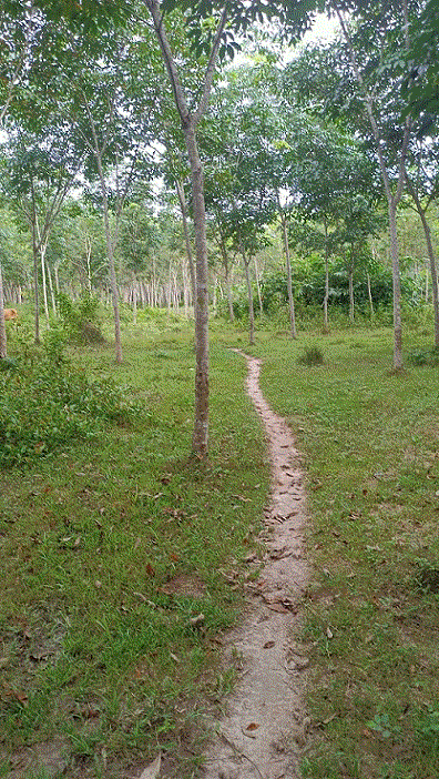 ที่ดินหลุดจำนอง ธ.ธนาคารกรุงเทพ สงขลา สะบ้าย้อย เปียน