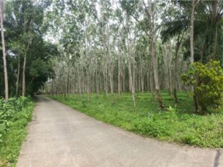 ที่ดินหลุดจำนอง ธ.ธนาคารกรุงเทพ ชุมพร ท่าแซะ นากระตาม