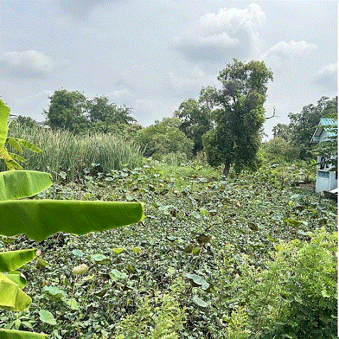 ที่ดินหลุดจำนอง ธ.ธนาคารกรุงเทพ ปทุมธานี คลองหลวง คลองหนึ่ง