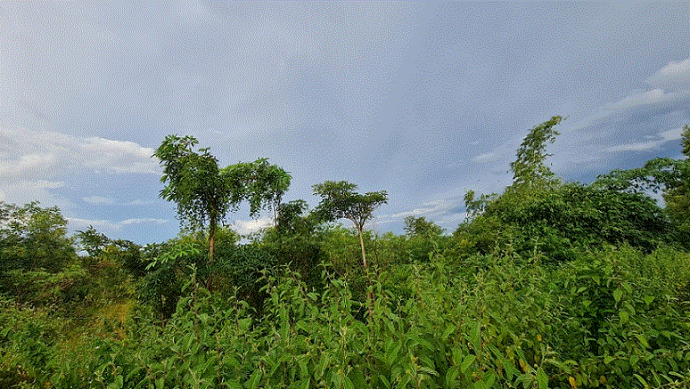 ที่ดินหลุดจำนอง ธ.ธนาคารกรุงเทพ   