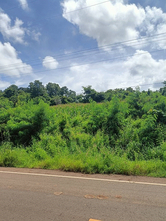 ที่ดินหลุดจำนอง ธ.ธนาคารกรุงเทพ   